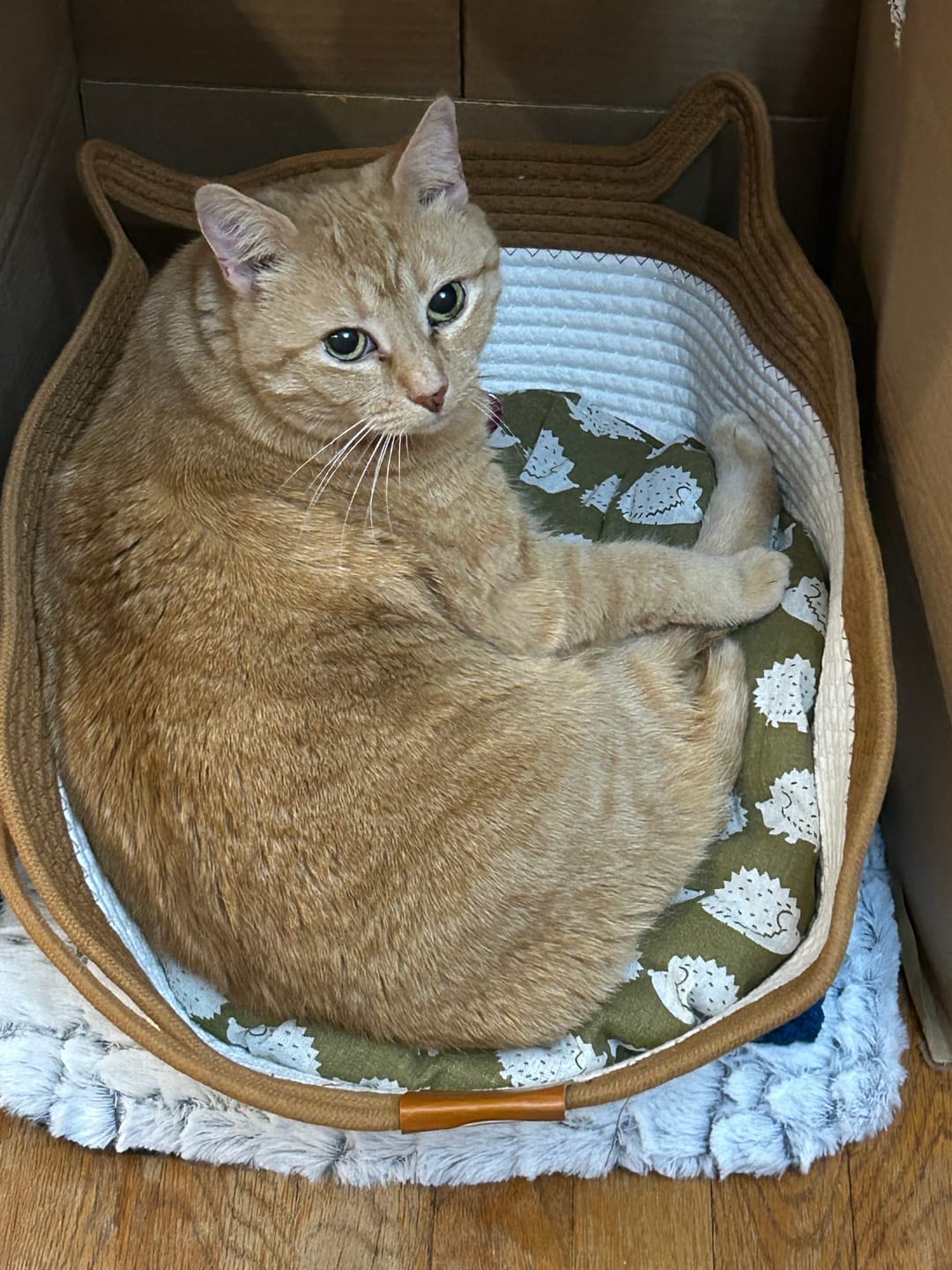 The Territory Basket